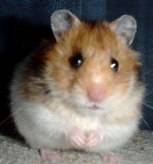 balbi3