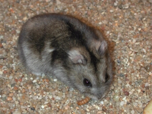 dzungar
